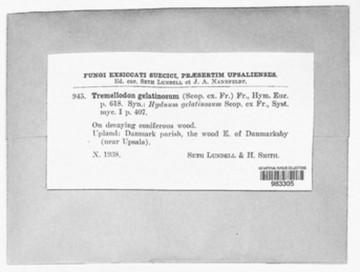 Tremellodon gelatinosum image
